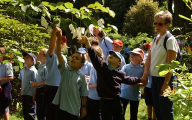 School children looking at the handkerchief tree