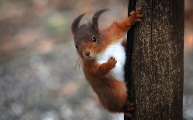 Red squirrel on a tree