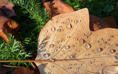 Close-up of raindrops sitting on a brown leaf.