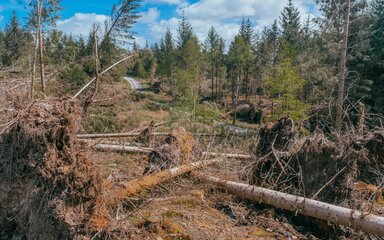 Uprooted trees strewn across the ground.