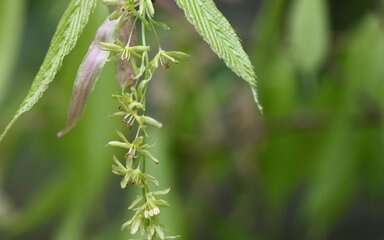 thin dangling cluster of small green flowers with two green leaves at the top