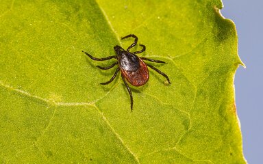 Close-up of a tick insect on a green leaf.