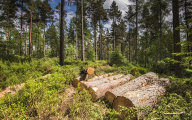 Six logs on the ground in the sun within a conifer forest with a blue sky background 