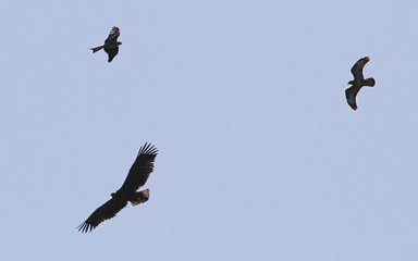 Eagle flying with Red Kite and Buzzard
