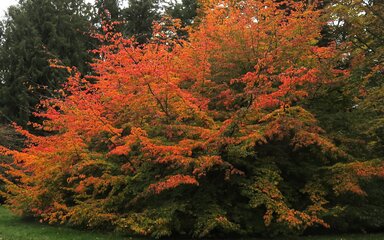 tree with orange autumn leaves and green leafed trees in background