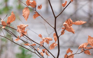 Autumn leaves on a branch