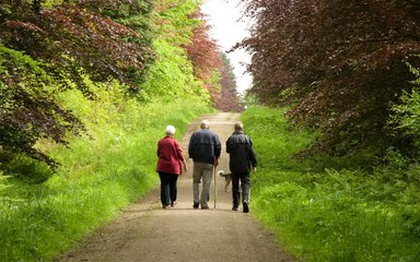 Three people walking along a forest track