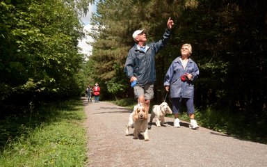 A group of older people walking their dogs through the forest.