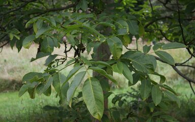 Green pointed leaflets protrude from a branch. The grey bark of a walnut trunk is out of focus in the background. 