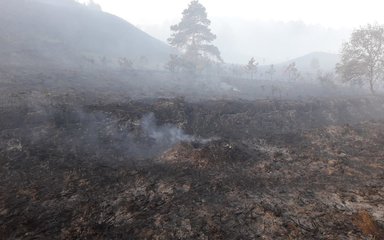 WAREHAM FOREST FOLLOWING DEVASTATING WILDFIRE 