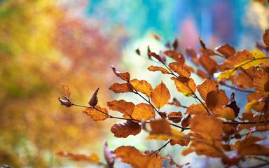 Autumn Leaves