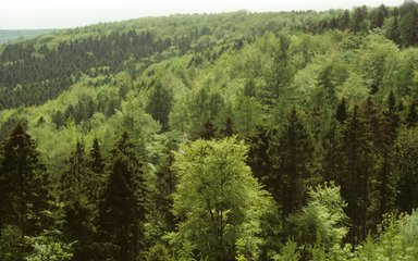 Tree top view of Wendover landscape 