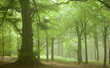 Atmospheric misty forest at Wendover Woods