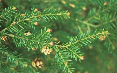 Close-up of needles on a Western Hemlock showing buds and cones