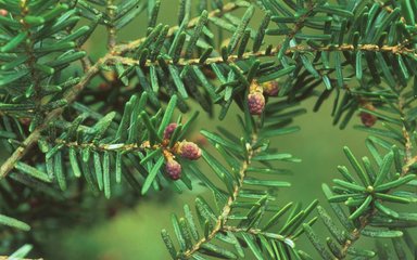 Close-up of Western Hemlock needles with buds