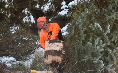 A man in protective clothing by the large stump of a felled tree.