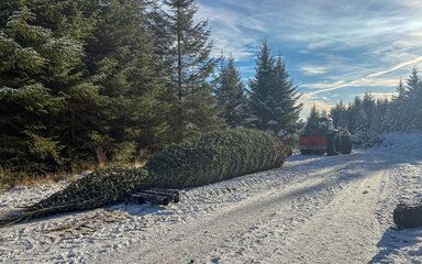 A large spruce tree lying felled on a snowy roadside in the forest.