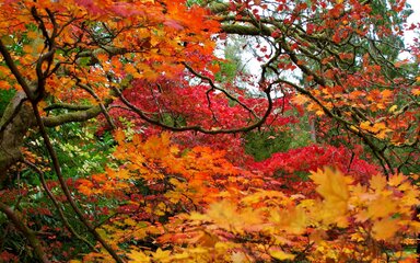 Vibrant red, orange and gold autumn leaves on maple trees, framed by twisting moss-covered branches in a woodland setting.