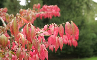 Leaves of Euonymus alatus Signature Trees Westonbirt