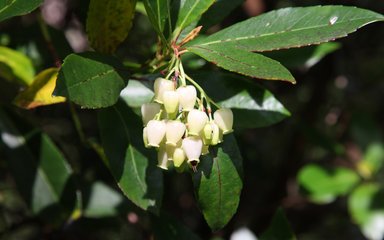 white bell shaped leaves and green leaves 