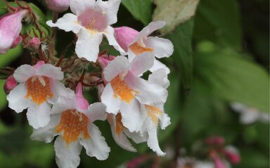 white pink and yellow flowers with green leafy background