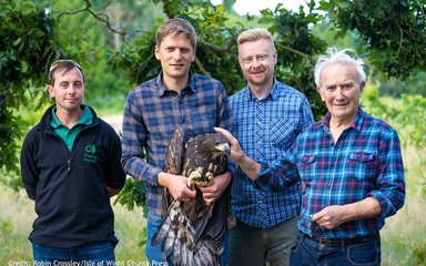 White-tailed eagle release