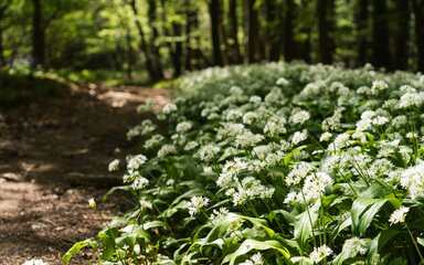 Wild garlic along a woodland path in spring.