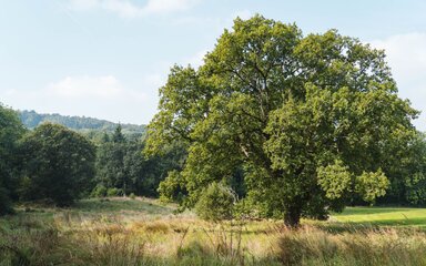 An open grown oak tree standing in a mixed habitat.