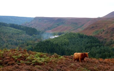 A highland cow stood on the edge of a moorland and forest landscape with a steam train running through the centre of the valley.
