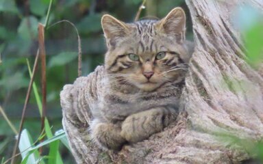 A European wildcat curled in the nook of a tree branch.