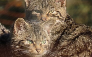 Close-up of two European wildcats, looking at the camera.