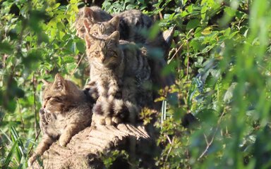 Four European wildcats clustered together among green foliage.