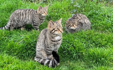 Three small wildcats on grass.