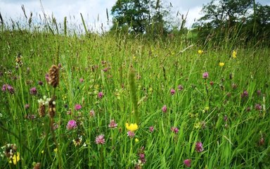 wildflower meadow