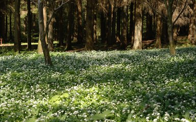 Wild garlic in spring