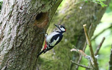 Spotted Woodpecker