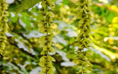 bright wing nut fruits dangling straight down