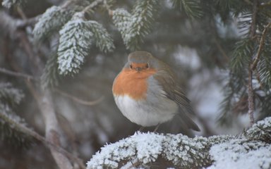 A robin faces the camera, perched on a snow-covered fir-tree branch.