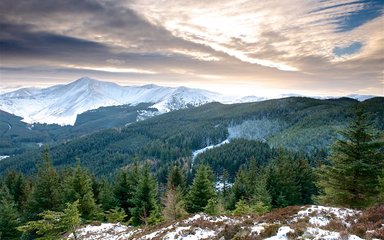 Forest winter landscape