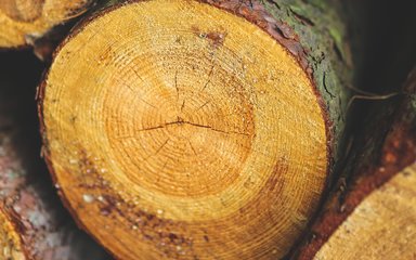 timber stack close up to show tree rings of a trunk