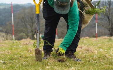 Person crouched over, planting a tree sapling in grass.