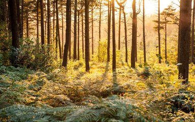 woodland landscape