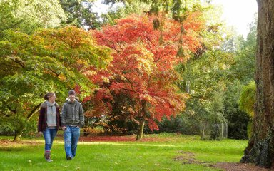 autumn woodland walk