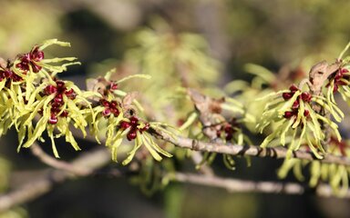 yellow feathery flowers with red centres on bare woody stem