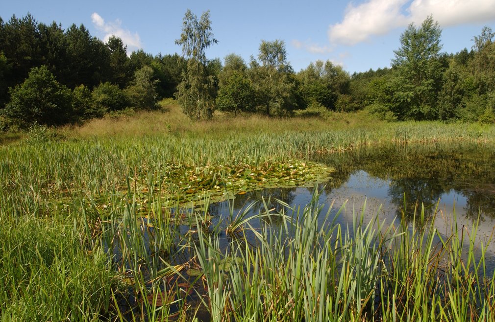 bourne wood pond