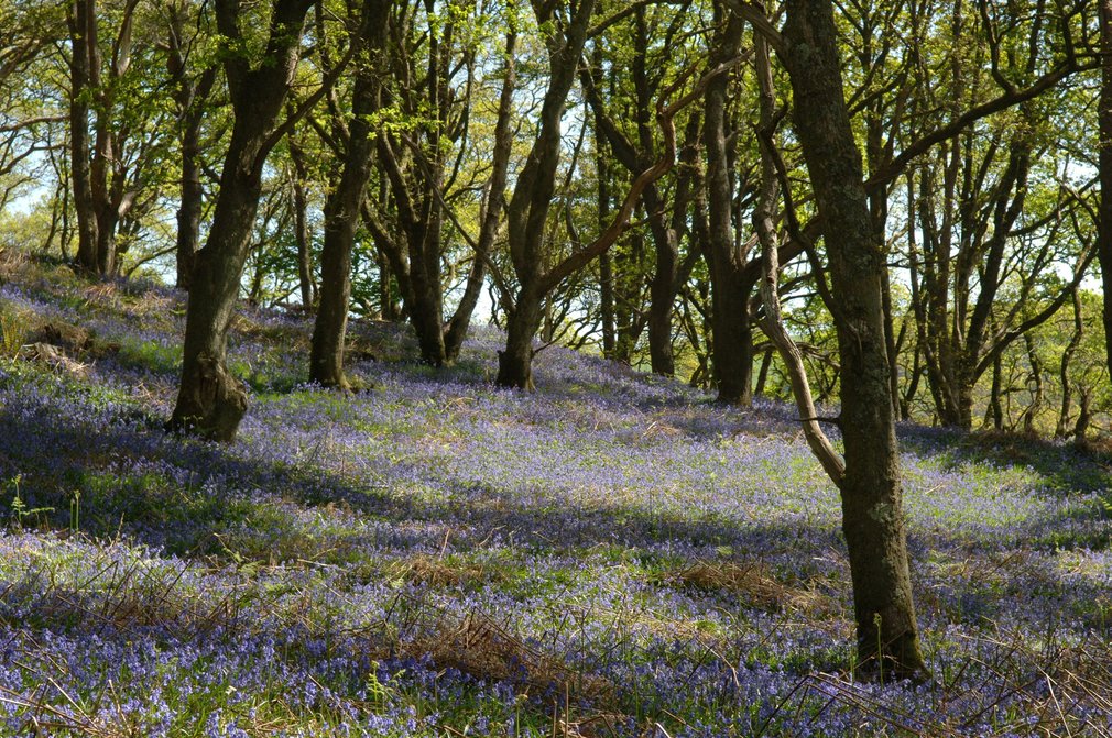 Bluebells Hazelborough