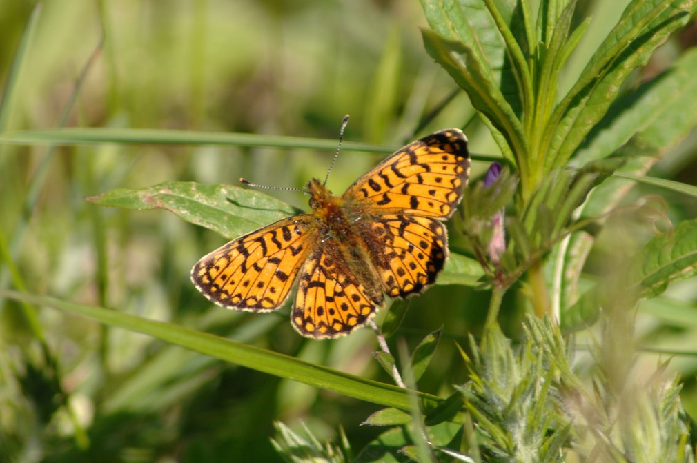 Butterfly on leaf