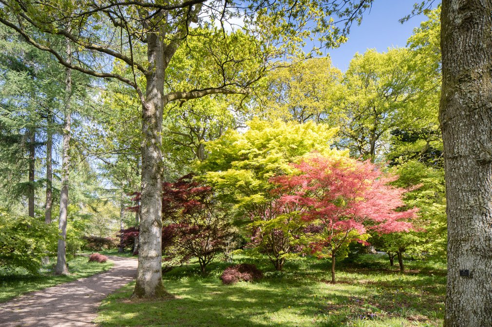 Westonbirt in spring