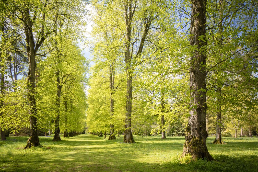 Lime Avenue in spring
