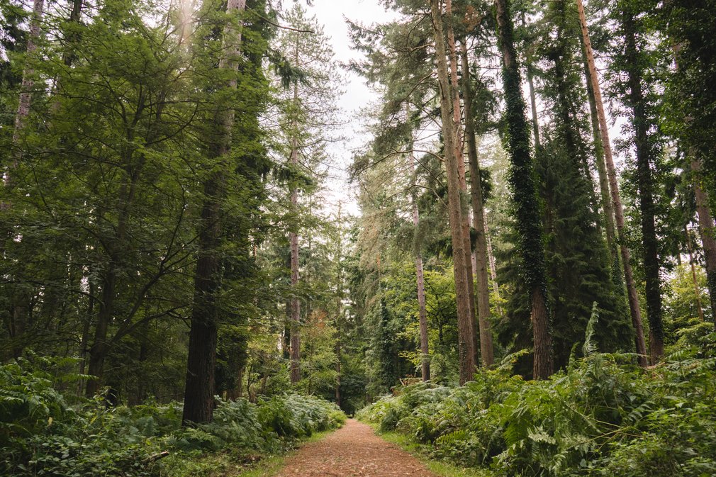 Path through tall trees